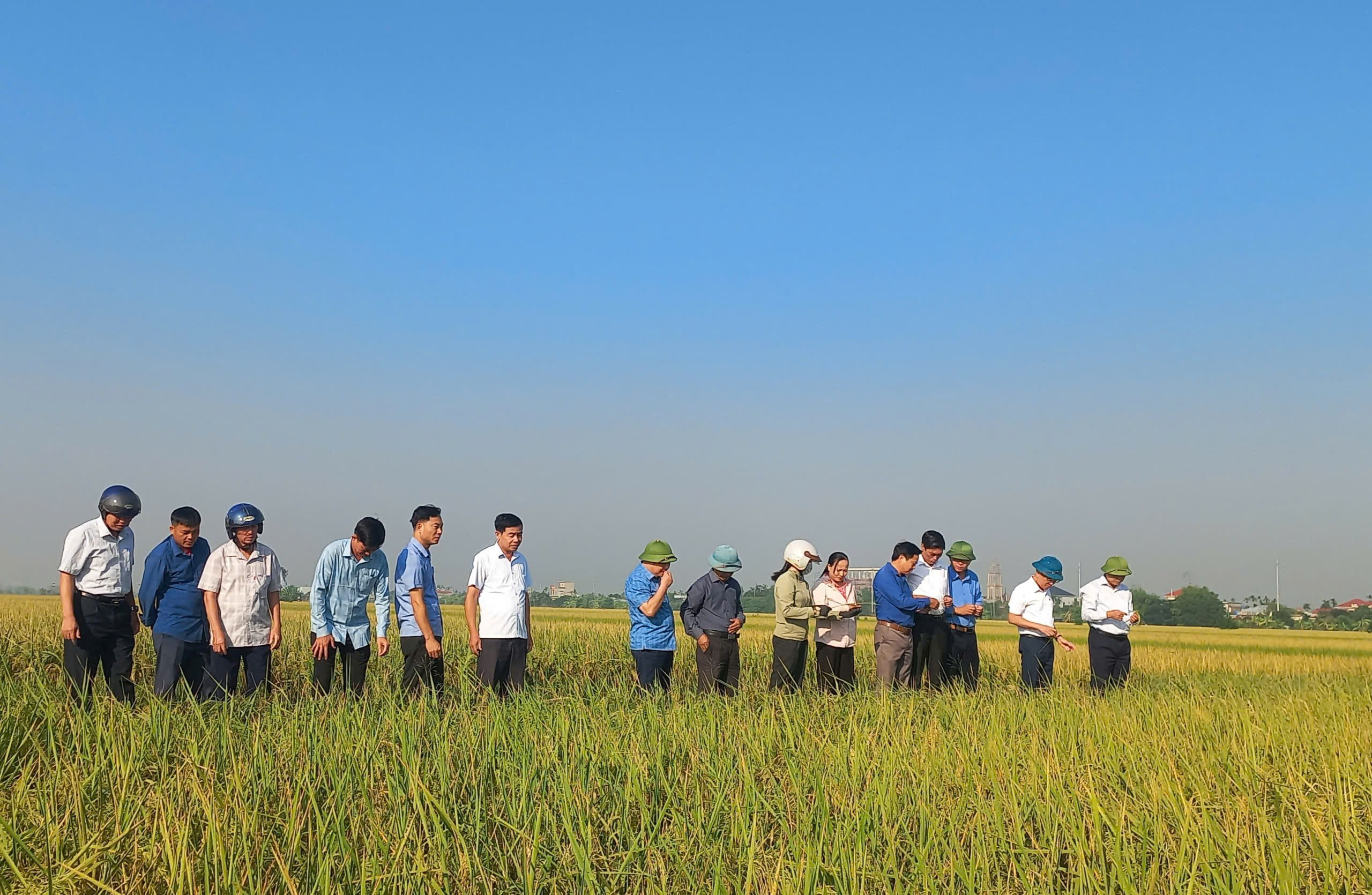 Bình Định: Năng suất lúa mùa ước đạt 63 tạ/ha